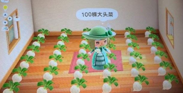 集合啦动物森友会大头菜被偷怎么办