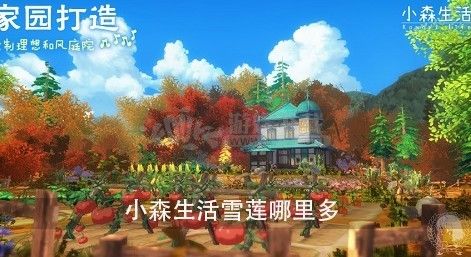 小森生活雪莲什么时候刷新