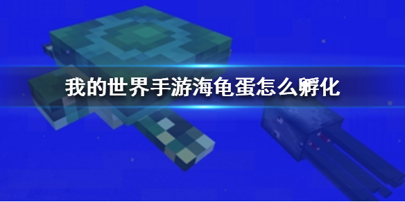 《我的世界手游》海龟蛋怎么孵化