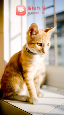 猫咪官网社区app官网旧版
